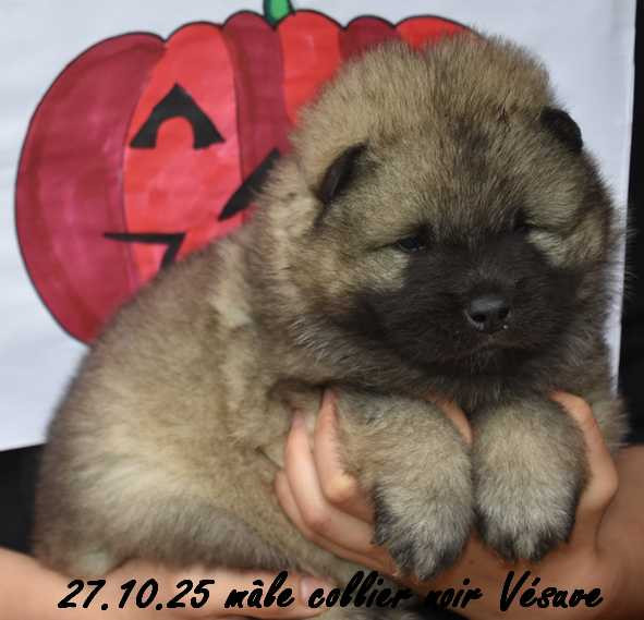 Des crinières de feu - Eurasier - Portée née le 30/09/2025
