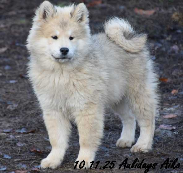 Des crinières de feu - Eurasier - Portée née le 10/08/2025