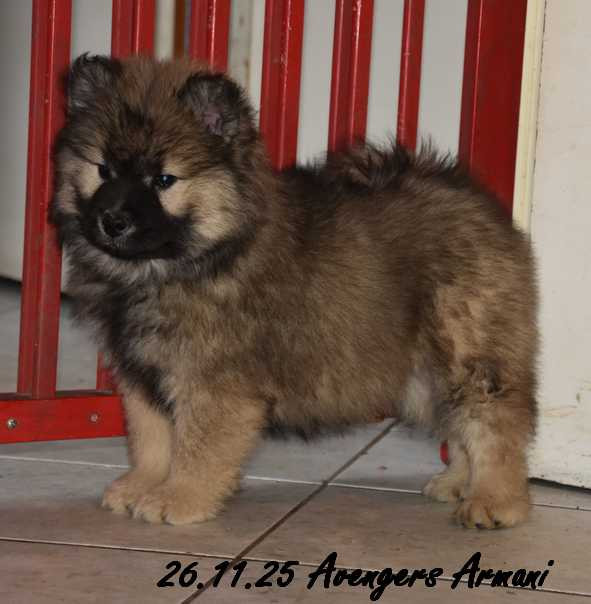 Des crinières de feu - Eurasier - Portée née le 01/10/2025