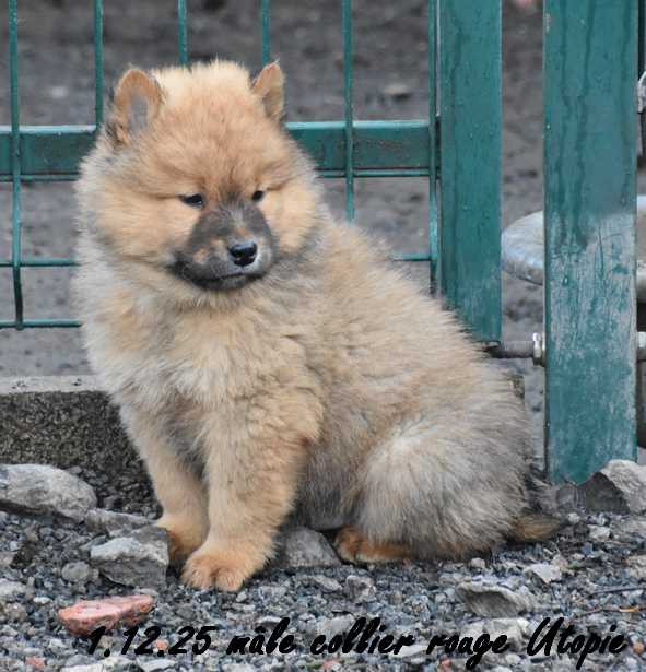 Des crinières de feu - Chiots disponibles - Eurasier