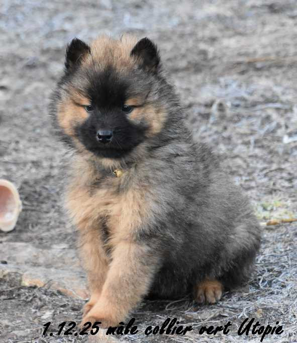 Des crinières de feu - Chiots disponibles - Eurasier