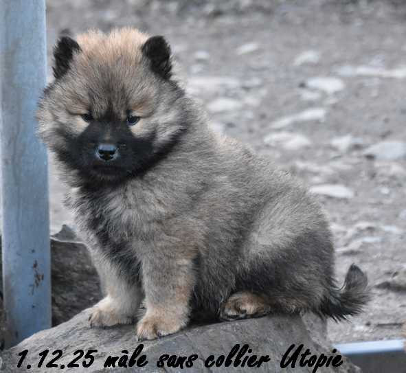 Des crinières de feu - Chiots disponibles - Eurasier