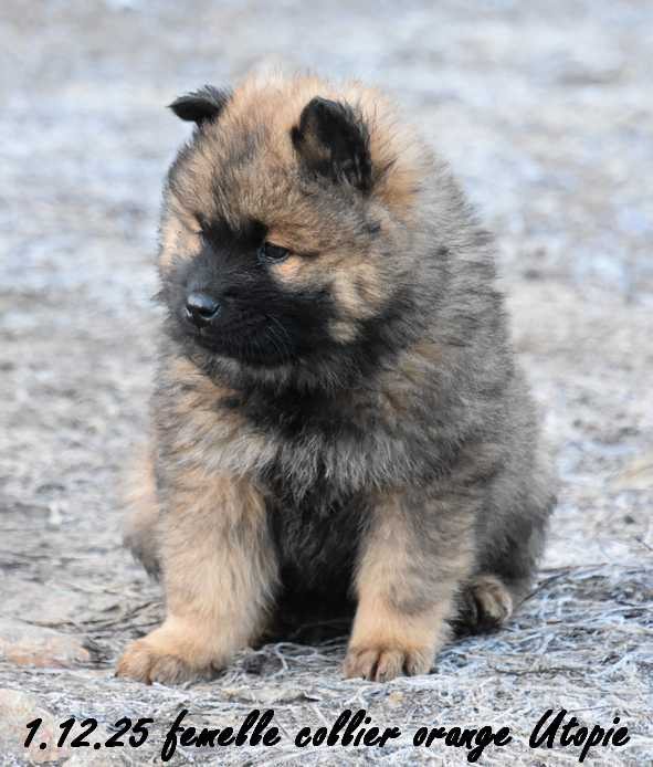Des crinières de feu - Chiots disponibles - Eurasier