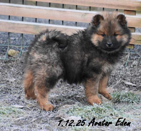 Des crinières de feu - Chiots disponibles - Eurasier