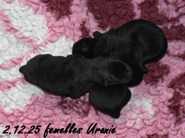 Des crinières de feu - Chiots disponibles - Eurasier