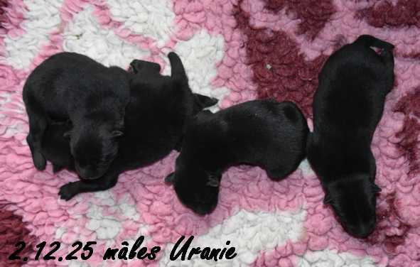 Des crinières de feu - Chiots disponibles - Eurasier