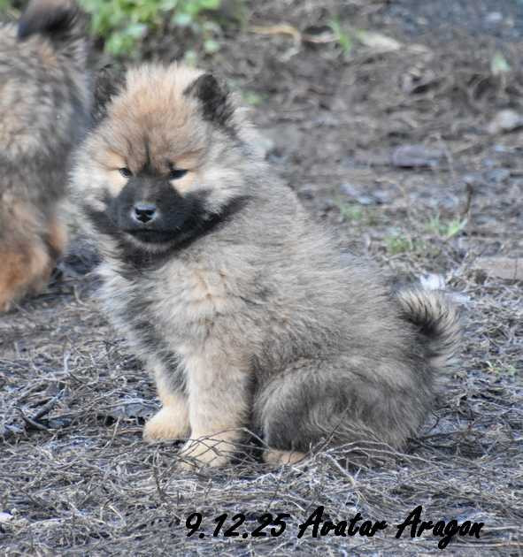 Des crinières de feu - Chiots disponibles - Eurasier