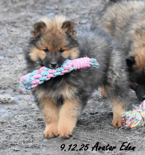 Des crinières de feu - Chiots disponibles - Eurasier