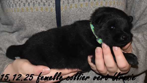 Des crinières de feu - Chiots disponibles - Eurasier