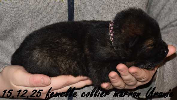 Des crinières de feu - Chiots disponibles - Eurasier