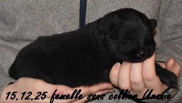 Des crinières de feu - Chiots disponibles - Eurasier