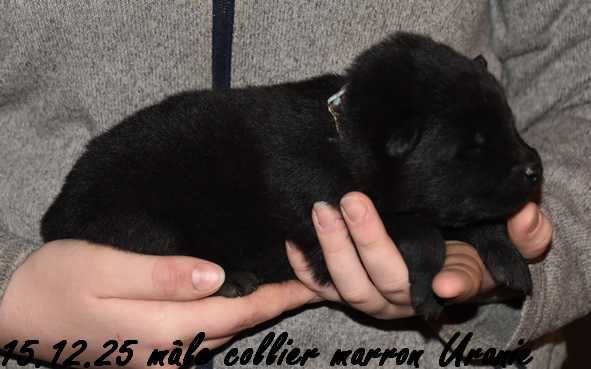 Des crinières de feu - Chiots disponibles - Eurasier