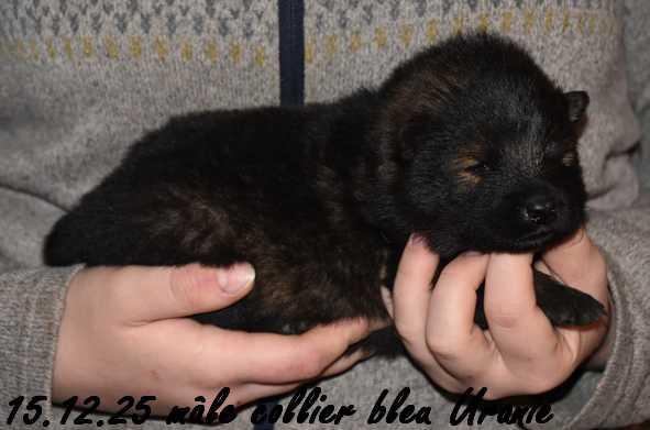 Des crinières de feu - Chiots disponibles - Eurasier