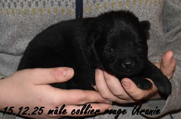 Des crinières de feu - Chiots disponibles - Eurasier