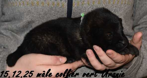 Des crinières de feu - Chiots disponibles - Eurasier