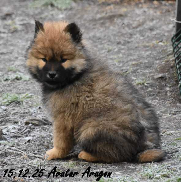 Des crinières de feu - Chiots disponibles - Eurasier
