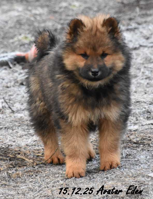 Des crinières de feu - Chiots disponibles - Eurasier