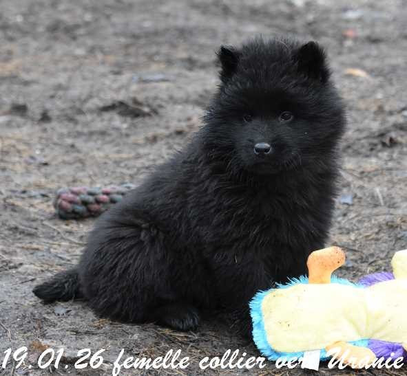 Des crinières de feu - Chiots disponibles - Eurasier