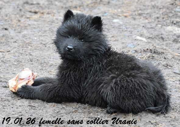 Des crinières de feu - Chiots disponibles - Eurasier