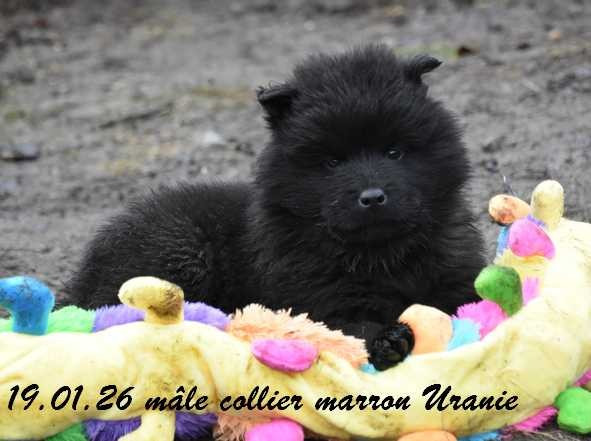 Des crinières de feu - Chiots disponibles - Eurasier