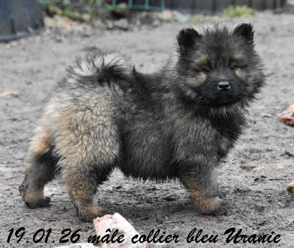 Des crinières de feu - Chiots disponibles - Eurasier