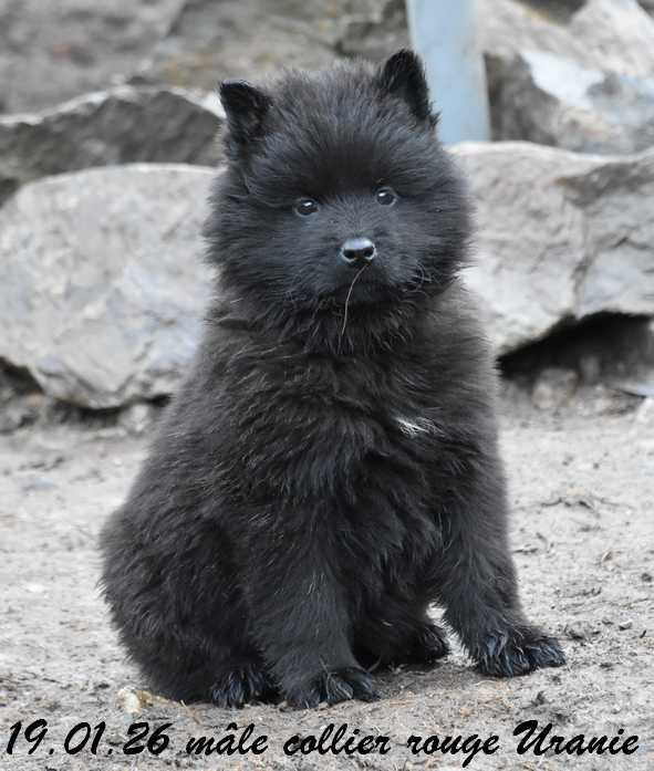 Des crinières de feu - Chiots disponibles - Eurasier
