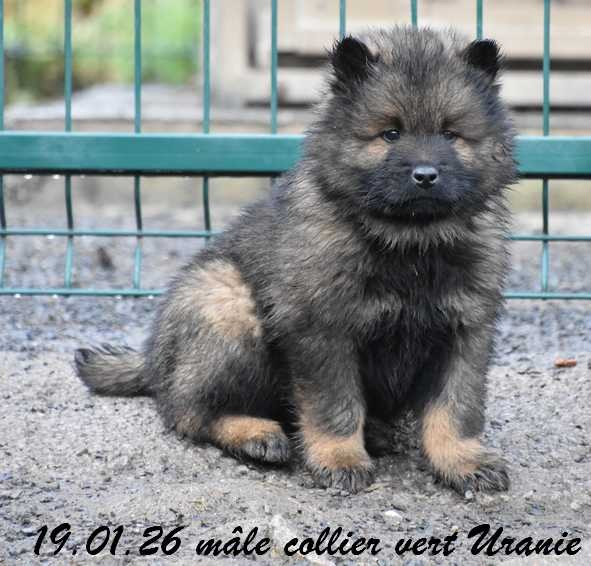Des crinières de feu - Chiots disponibles - Eurasier