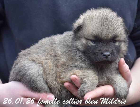 Des crinières de feu - Chiots disponibles - Eurasier