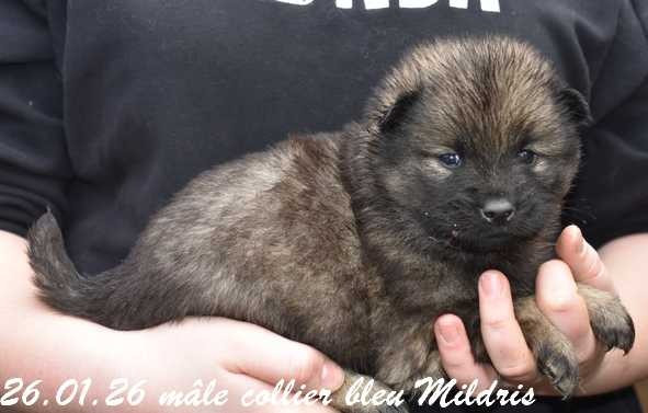Des crinières de feu - Chiots disponibles - Eurasier