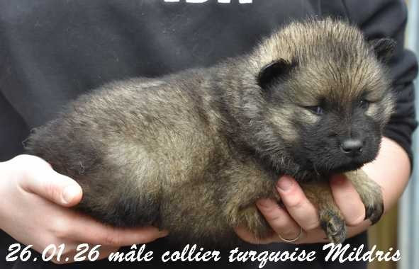 Des crinières de feu - Chiots disponibles - Eurasier