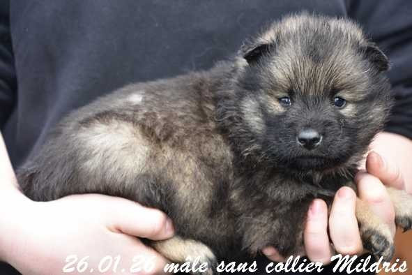 Des crinières de feu - Chiots disponibles - Eurasier