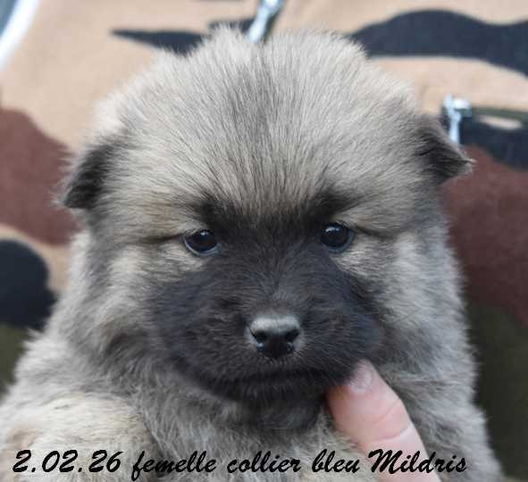 Des crinières de feu - Chiots disponibles - Eurasier