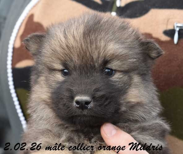 Des crinières de feu - Chiots disponibles - Eurasier