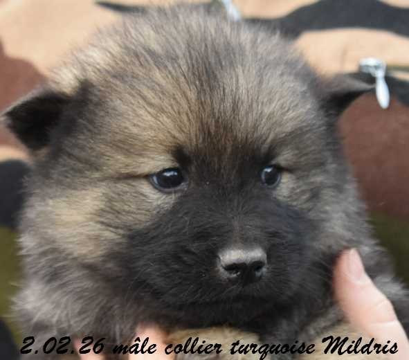 Des crinières de feu - Chiots disponibles - Eurasier