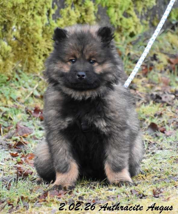 Des crinières de feu - Chiots disponibles - Eurasier