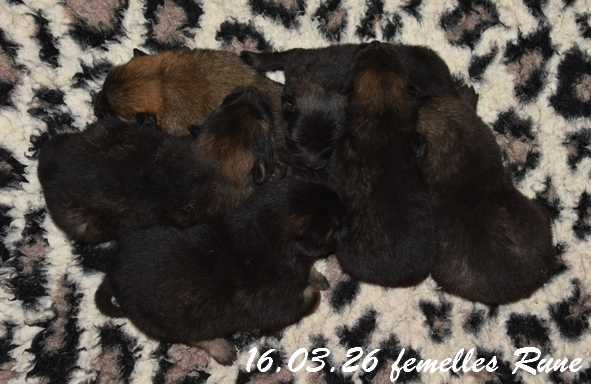 Des crinières de feu - Chiots disponibles - Eurasier