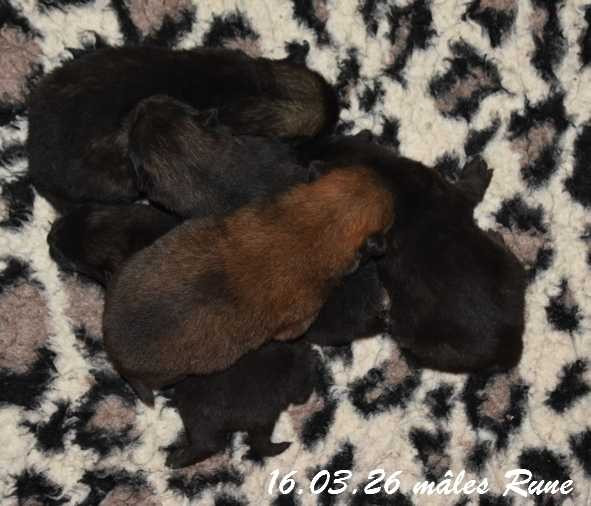 Des crinières de feu - Chiots disponibles - Eurasier