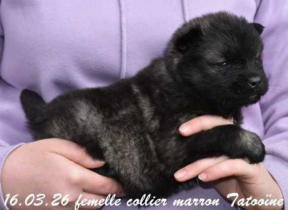 Des crinières de feu - Chiots disponibles - Eurasier