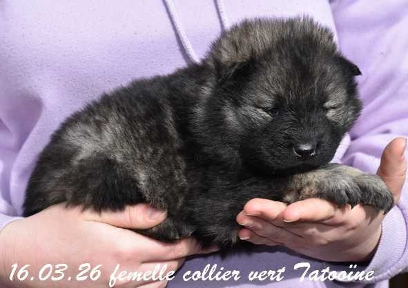 Des crinières de feu - Chiots disponibles - Eurasier