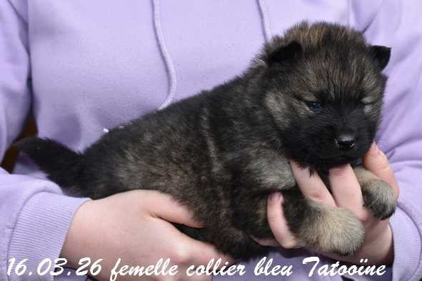 Des crinières de feu - Chiots disponibles - Eurasier