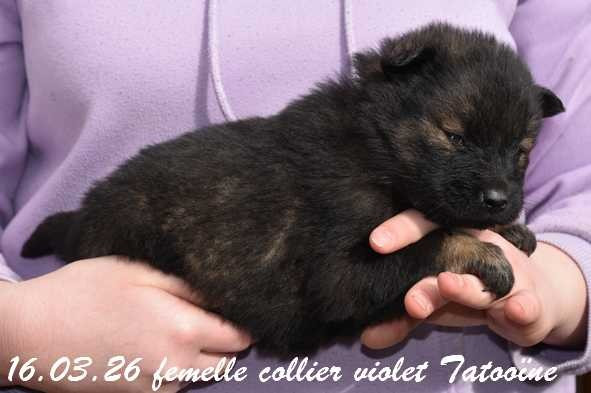 Des crinières de feu - Chiots disponibles - Eurasier