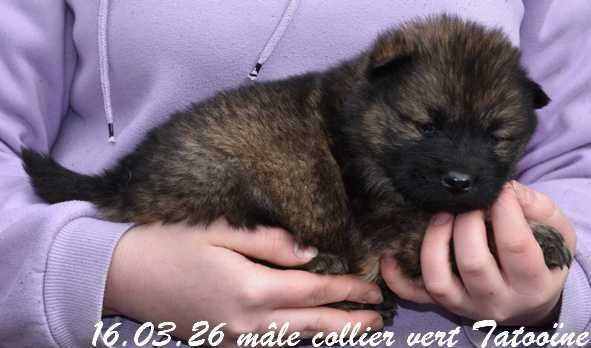Des crinières de feu - Chiots disponibles - Eurasier