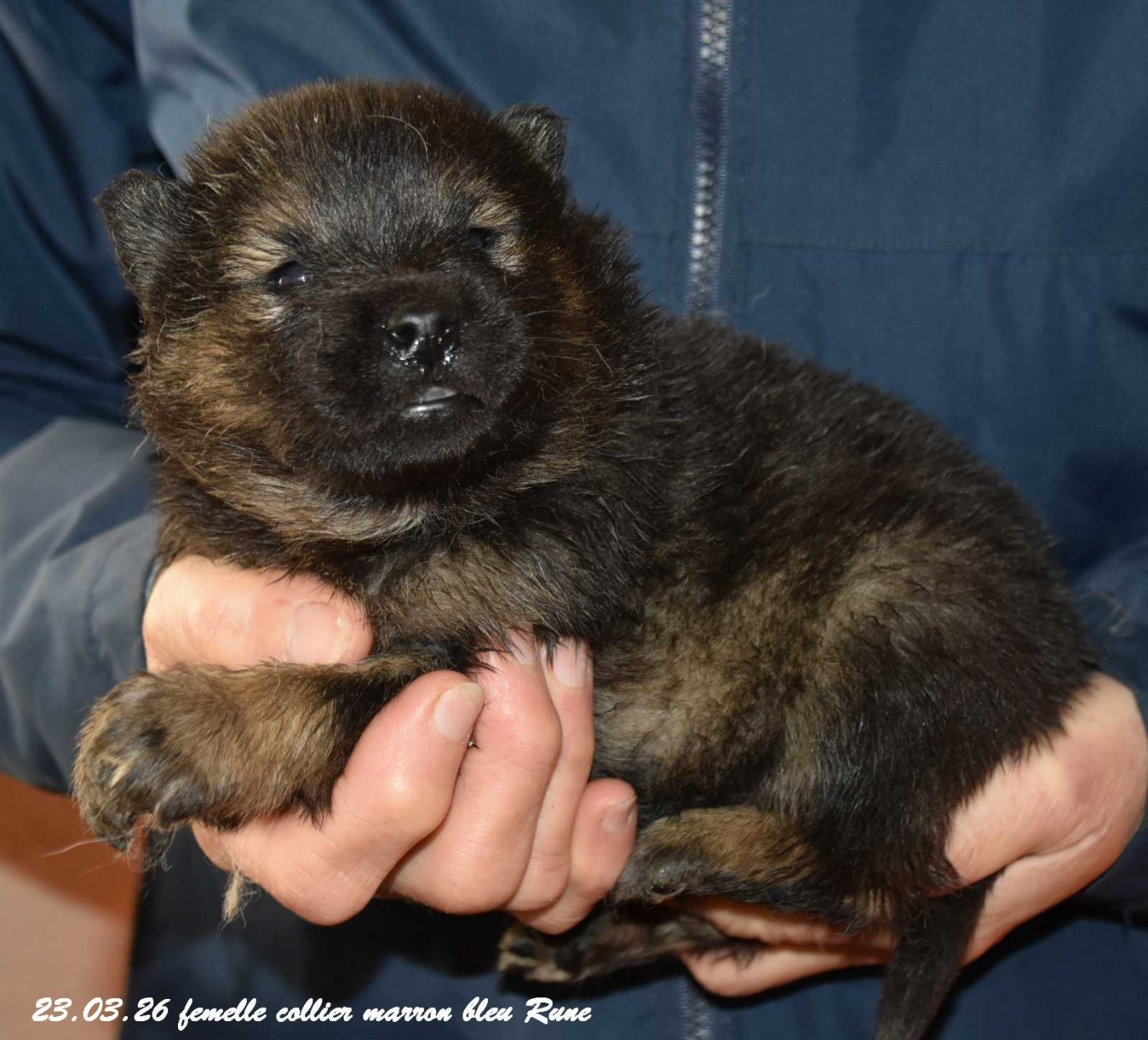 Des crinières de feu - Chiots disponibles - Eurasier