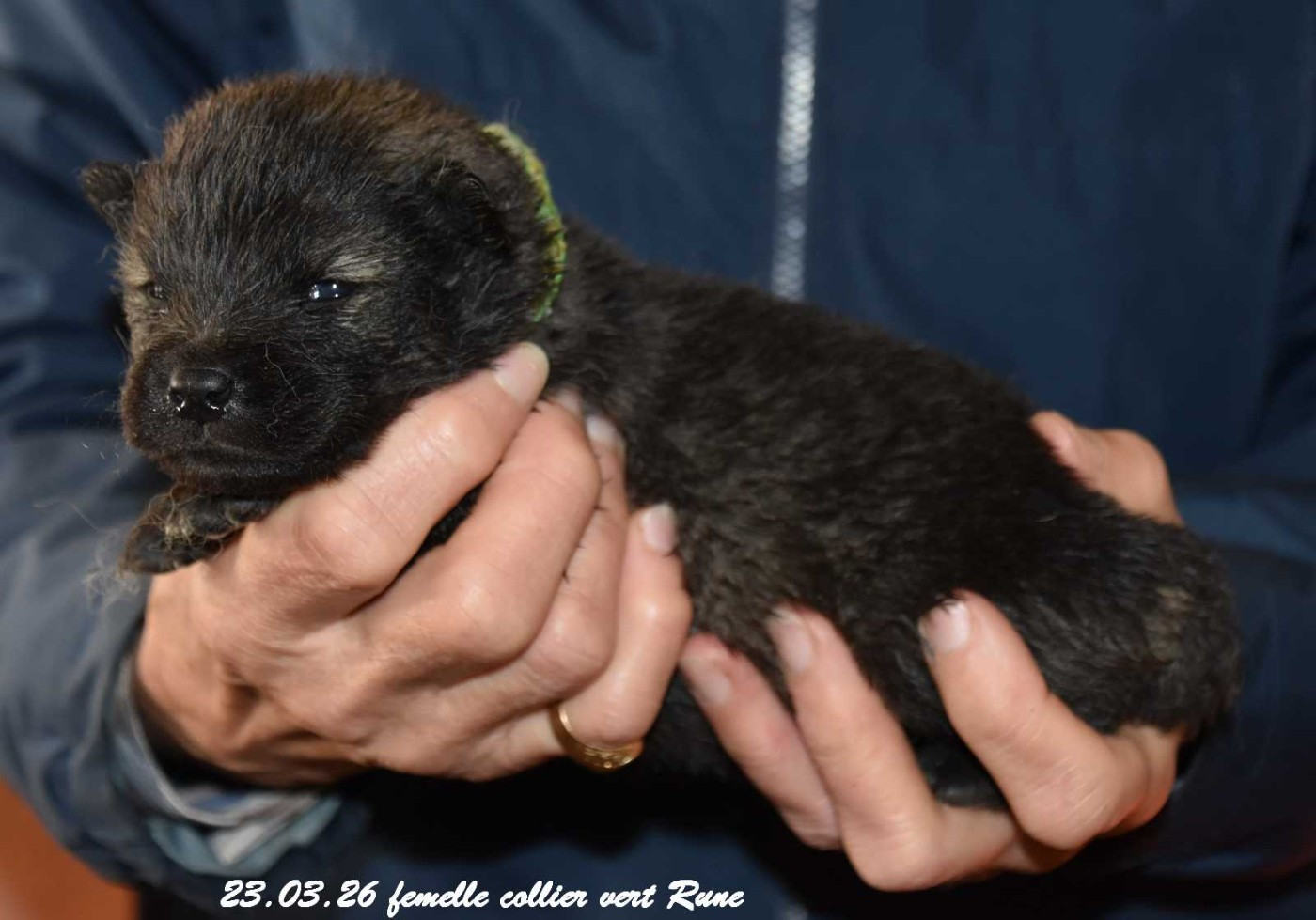 Des crinières de feu - Chiots disponibles - Eurasier