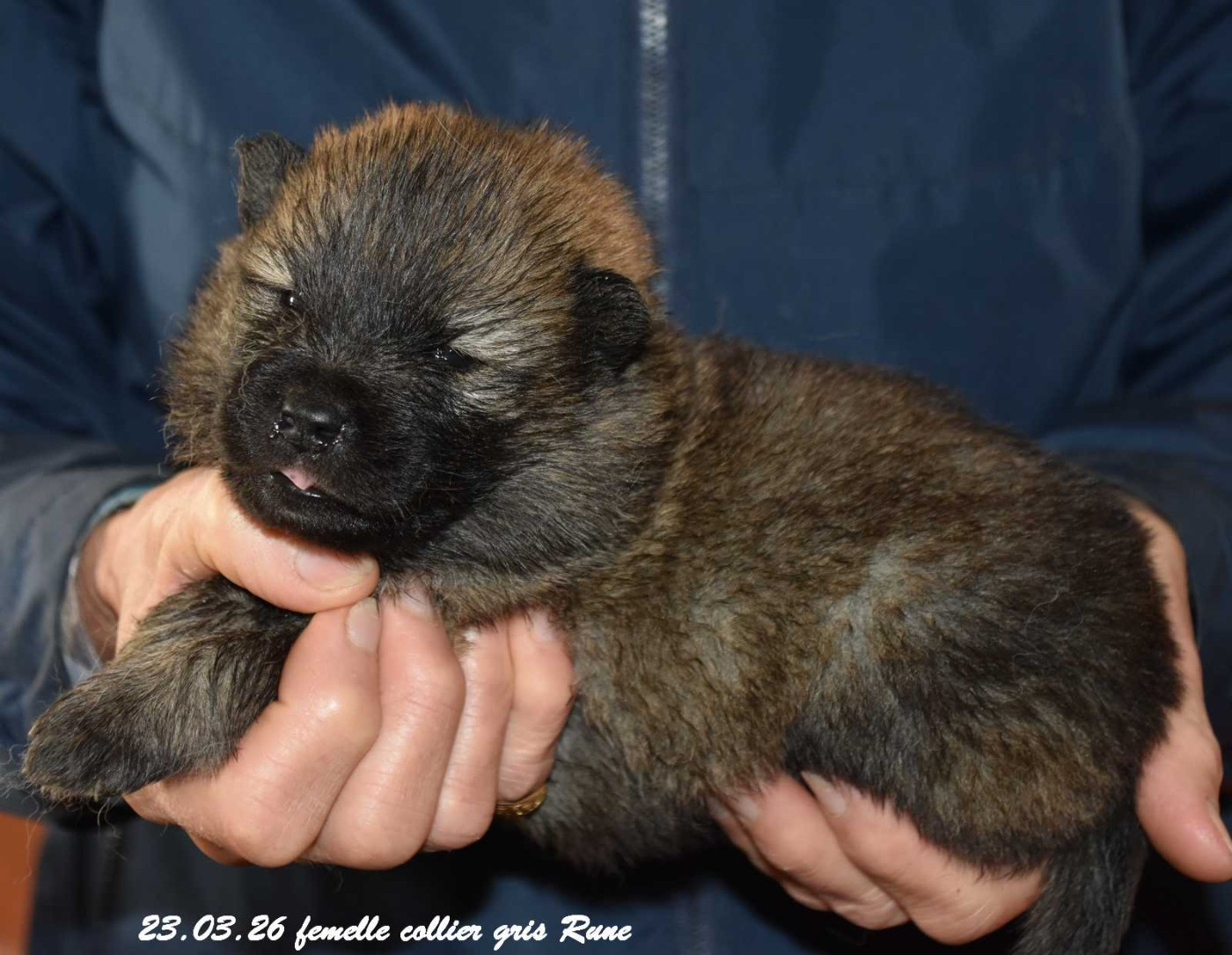 Des crinières de feu - Chiots disponibles - Eurasier
