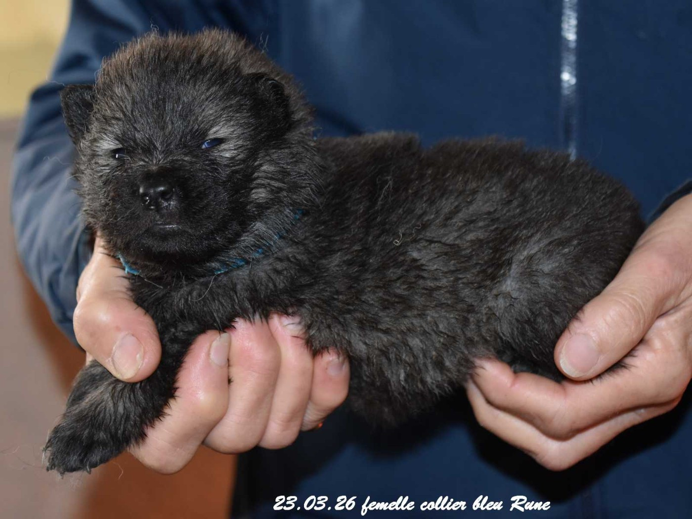 Des crinières de feu - Chiots disponibles - Eurasier
