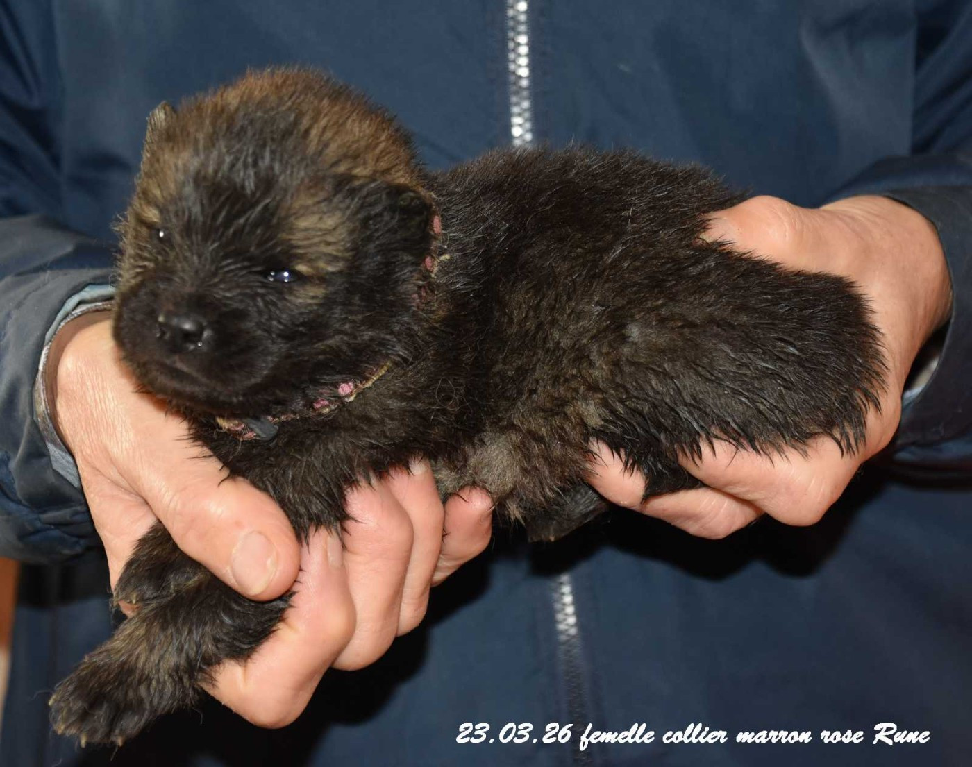 Des crinières de feu - Chiots disponibles - Eurasier