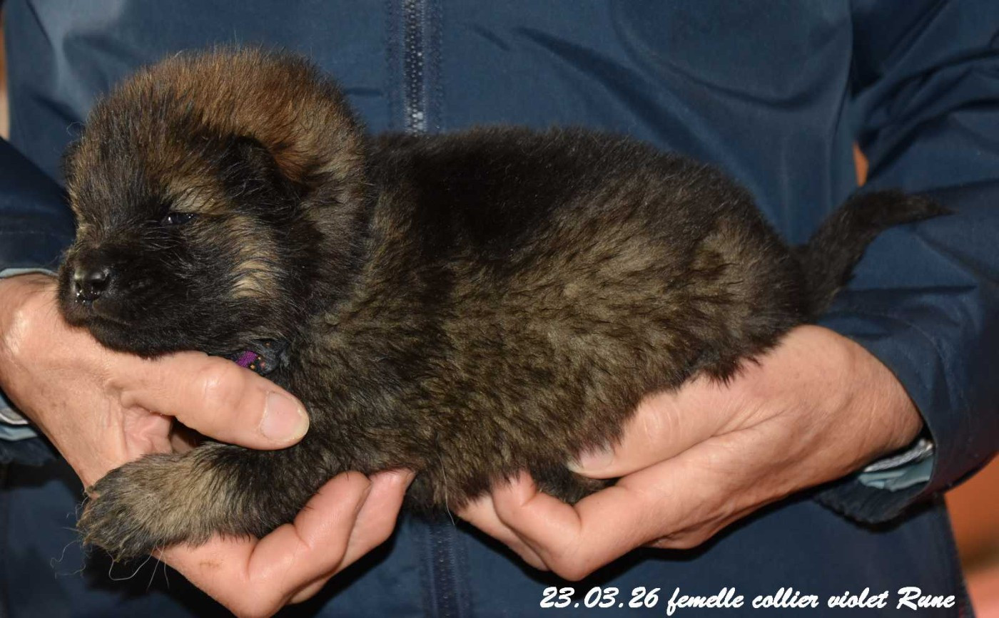 Des crinières de feu - Chiots disponibles - Eurasier