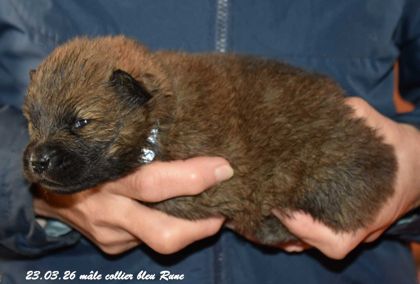 Des crinières de feu - Chiots disponibles - Eurasier