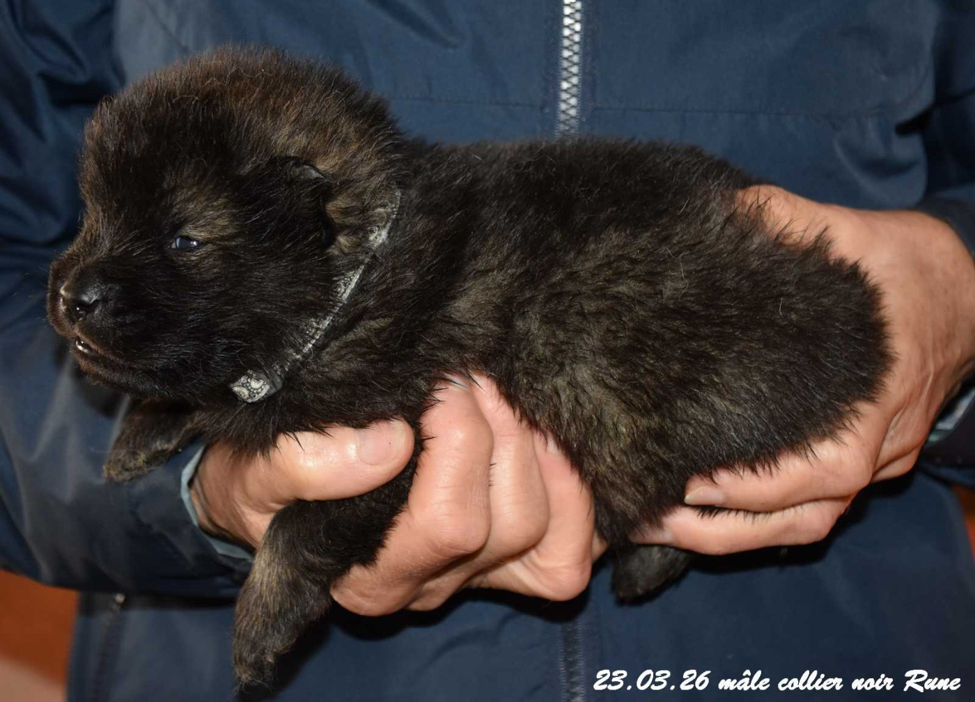 Des crinières de feu - Chiots disponibles - Eurasier